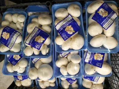 Mantar Paket (400 gr)