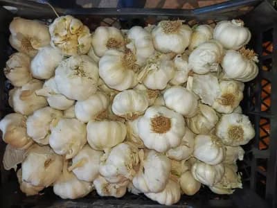 Kuru Sarımsak