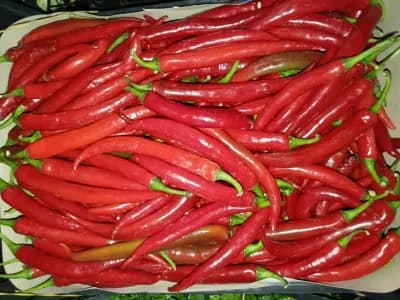 Chili Biber Acılı