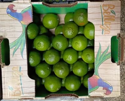 Lime Limon