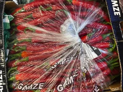 Gamze Chili