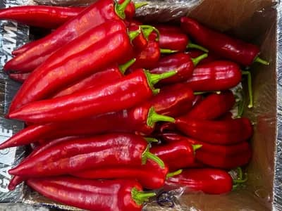 Gamze Kapya