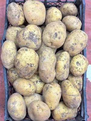 Patates Kızartmalık