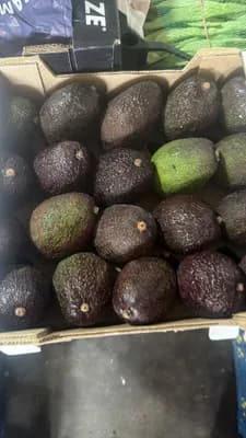 Avokado Orta boy